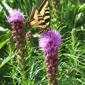 Meet your Posher, Anne